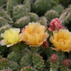 Cactus y Suculentas
