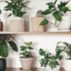Plantas de Interior