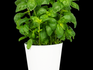 Albahaca