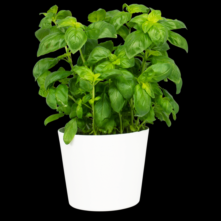 Albahaca