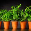 Hierbas Aromaticas y Culinarias