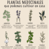 Plantas Medicinales