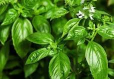 Albahaca - Imagen 2