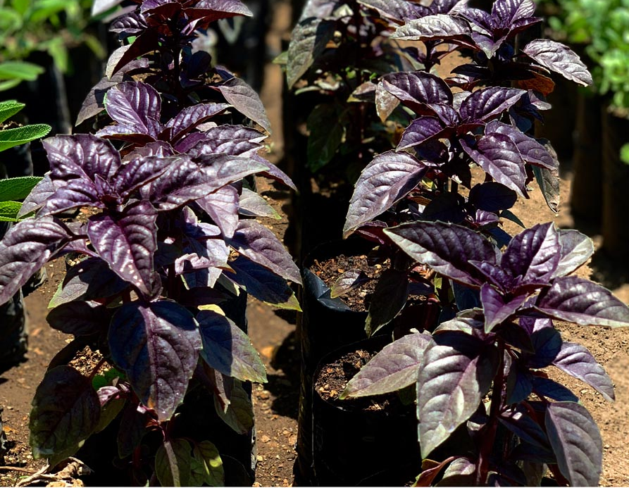 Albahaca - Imagen 4