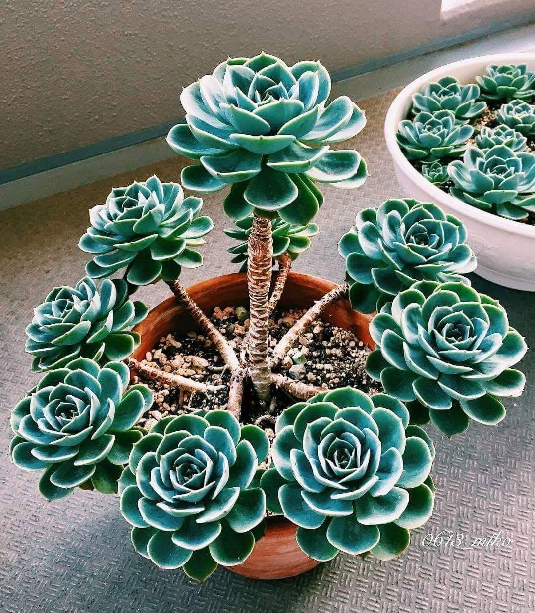 Echeveria - Imagen 2