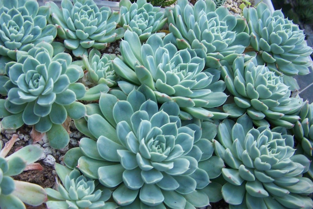 Echeveria - Imagen 3