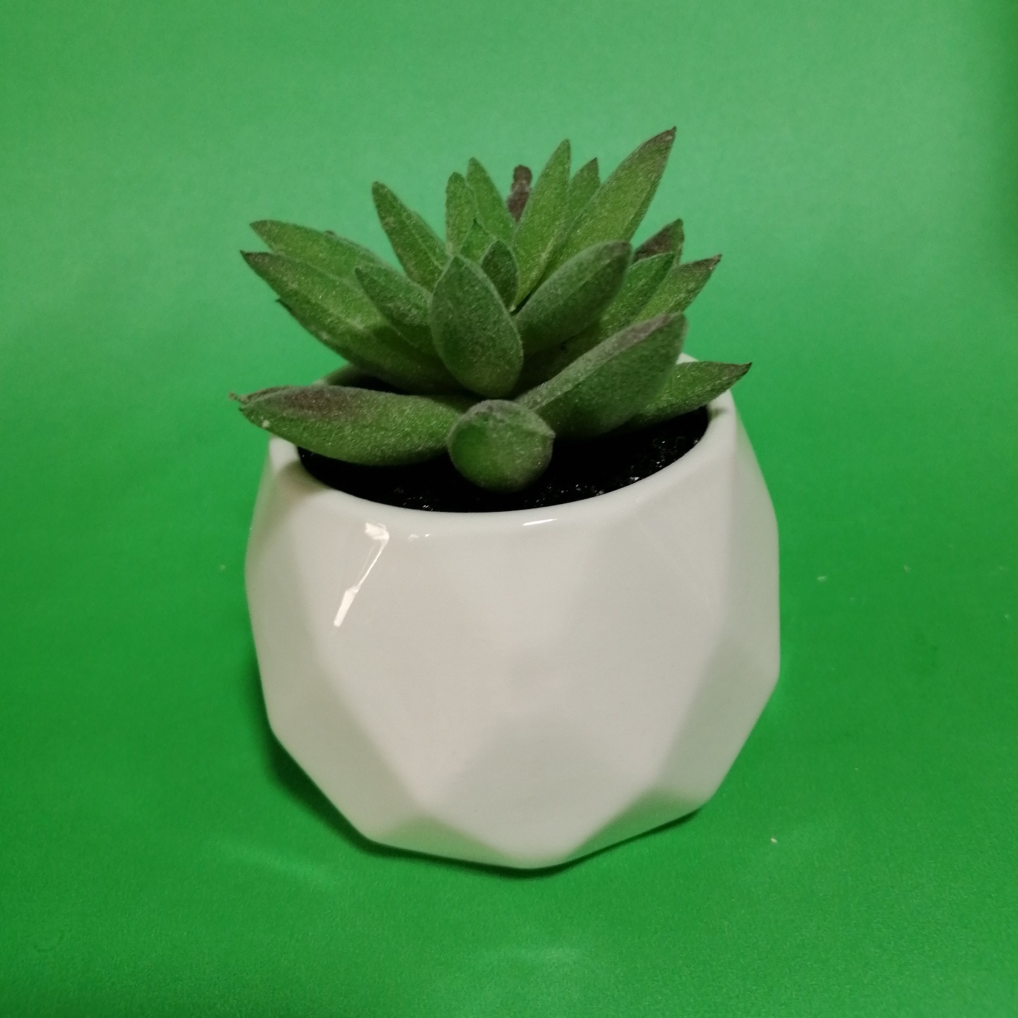 Macetitas - Imagen 3