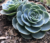 Echeveria